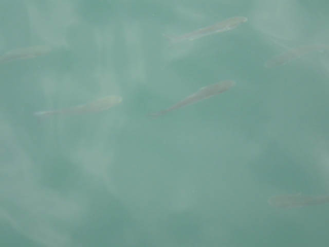 DSCF0006